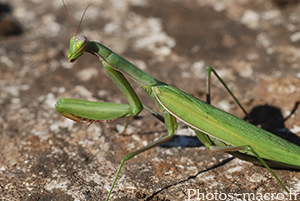 Mantis religiosa